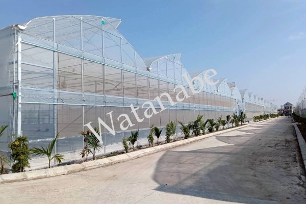 Dự án nhà màng công ty Đức Hùng tại Ninh Bình.